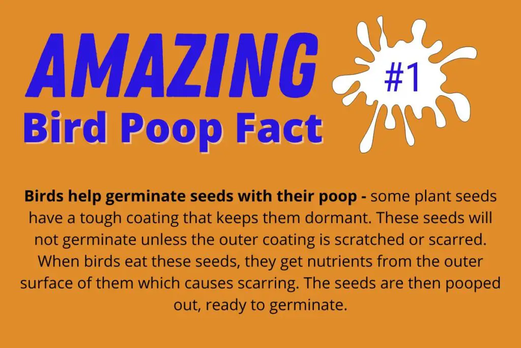 how-often-do-birds-poop-do-you-really-wanna-know