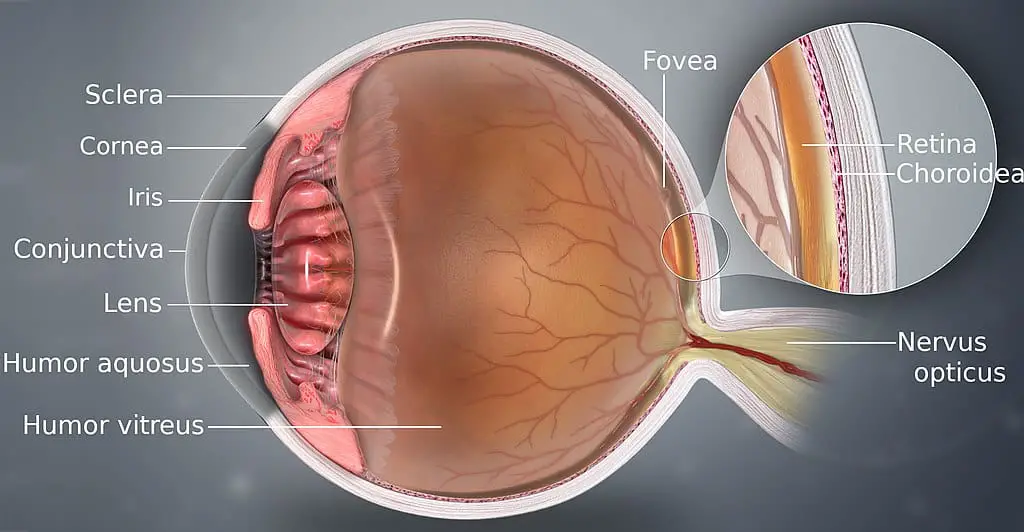 a labelled diagram of a human eye