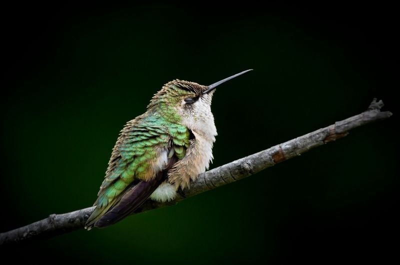 a hummingbird asleep perched on a stick