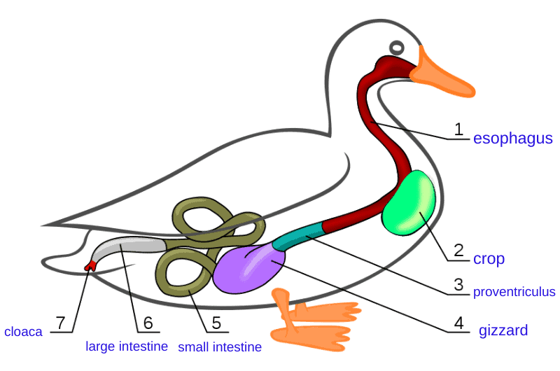 a labelled graphic of the digestive system of a mallard duck