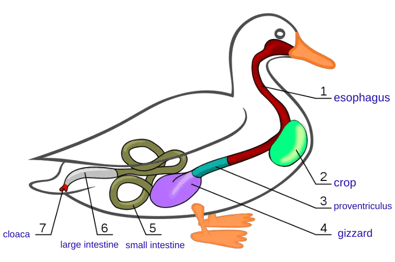 a labelled graphic of the digestive system of a mallard duck