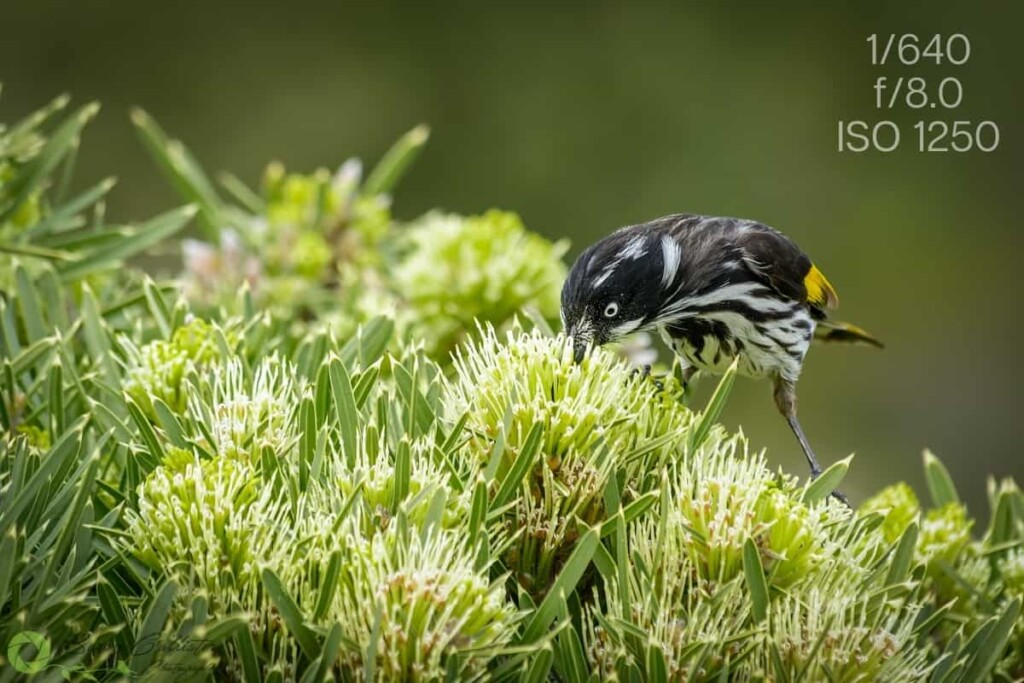 a New Holland Honeyeater bird feeding from a flower with the camera settings 1/640, f/8.0, and ISO 1250 written in the top right