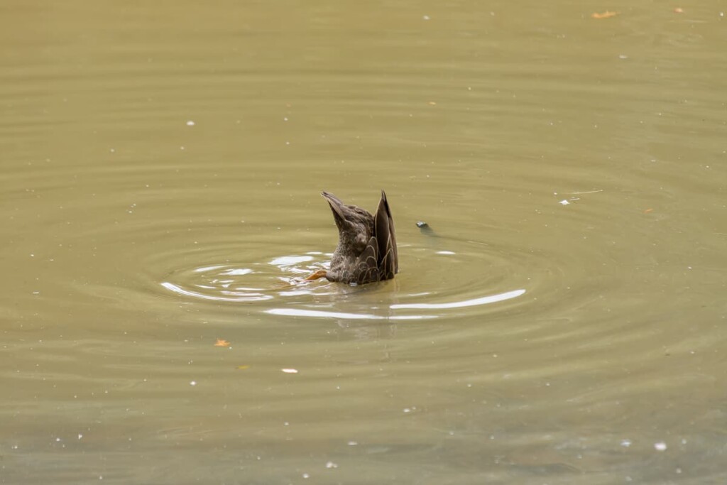 a Pacific Black Duck dabbling in water with its tail feathers in the air