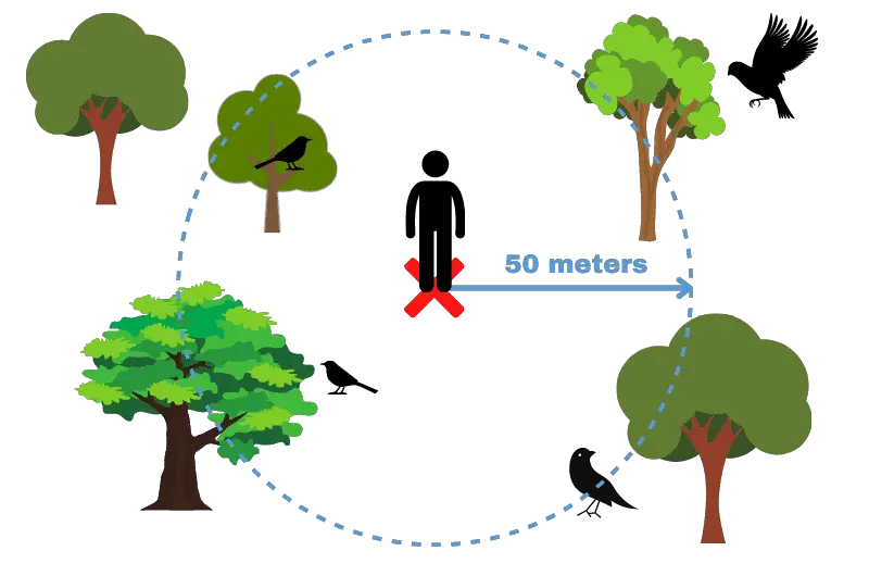 how bird watchers count birds in a fixed radius point count - a diagram of a person standing among trees with birds around them