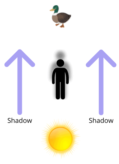 what is bird photography - a graphic showing a person with their back to the sun and a duck in front of them