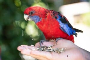 a crimson rosella bird eating seed from a person's hand