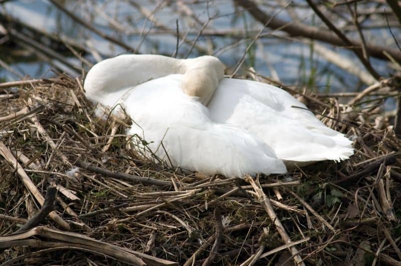 a bird asleep in its nest
