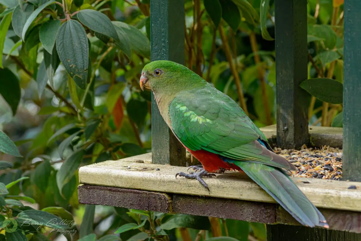 a female King Parrot perched on a bird feeder