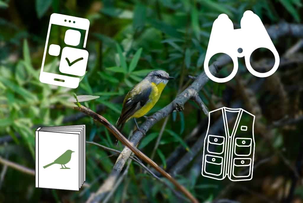 what-do-bird-watchers-need-the-ultimate-beginner-s-guide