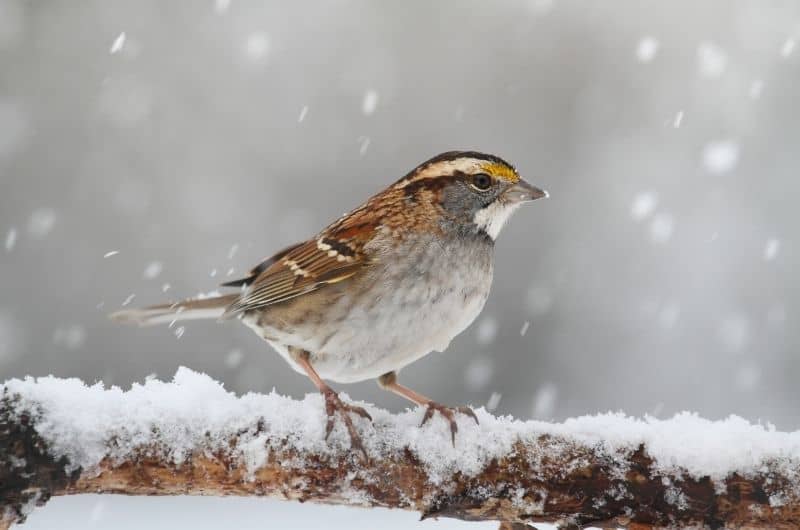 a White-throated Sparrow bird perched on a branch in the snow during winter