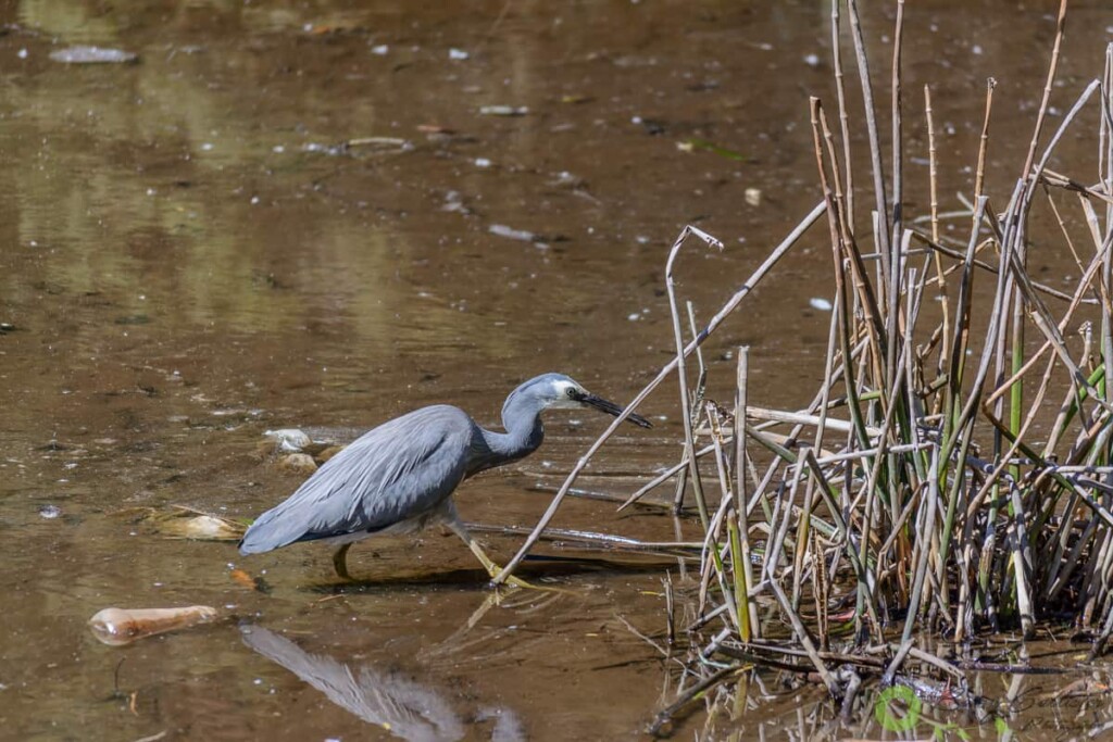 a White-faced Heron wading through water with rubbish all around it