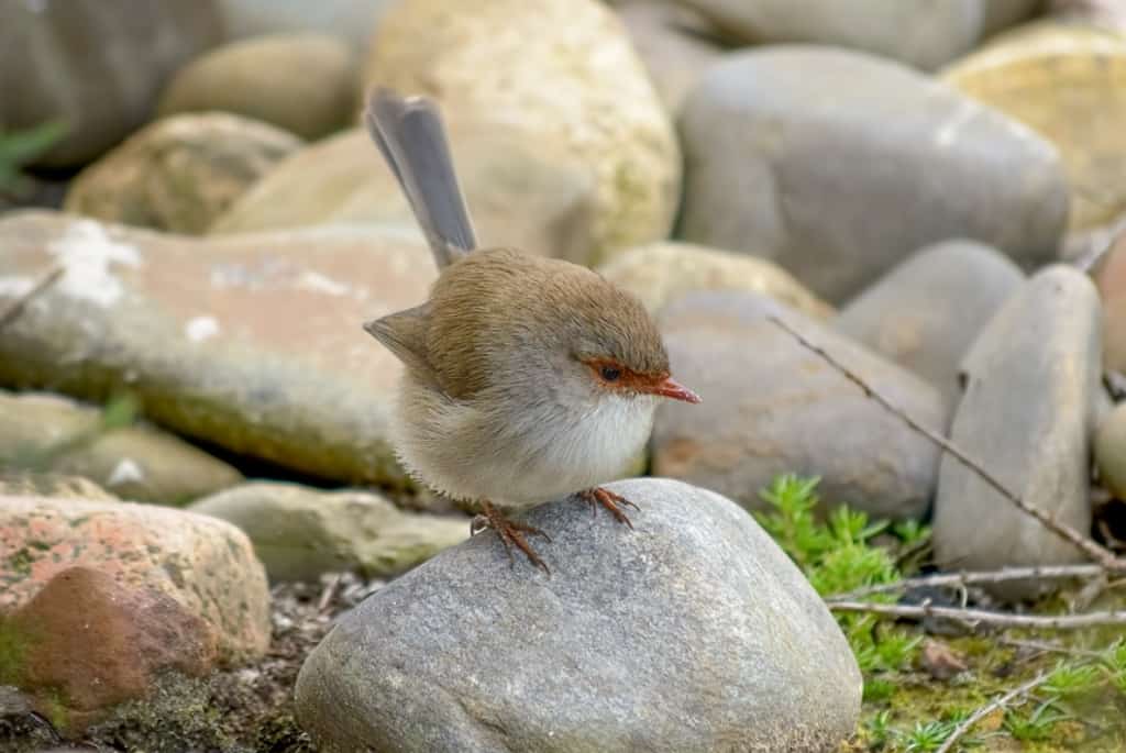 why-do-birds-puff-up-will-they-explode