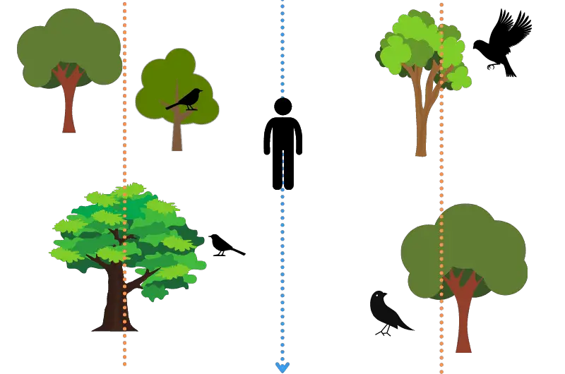 how bird watchers count birds - a diagram of a person standing in a forest with birds and dotted lines