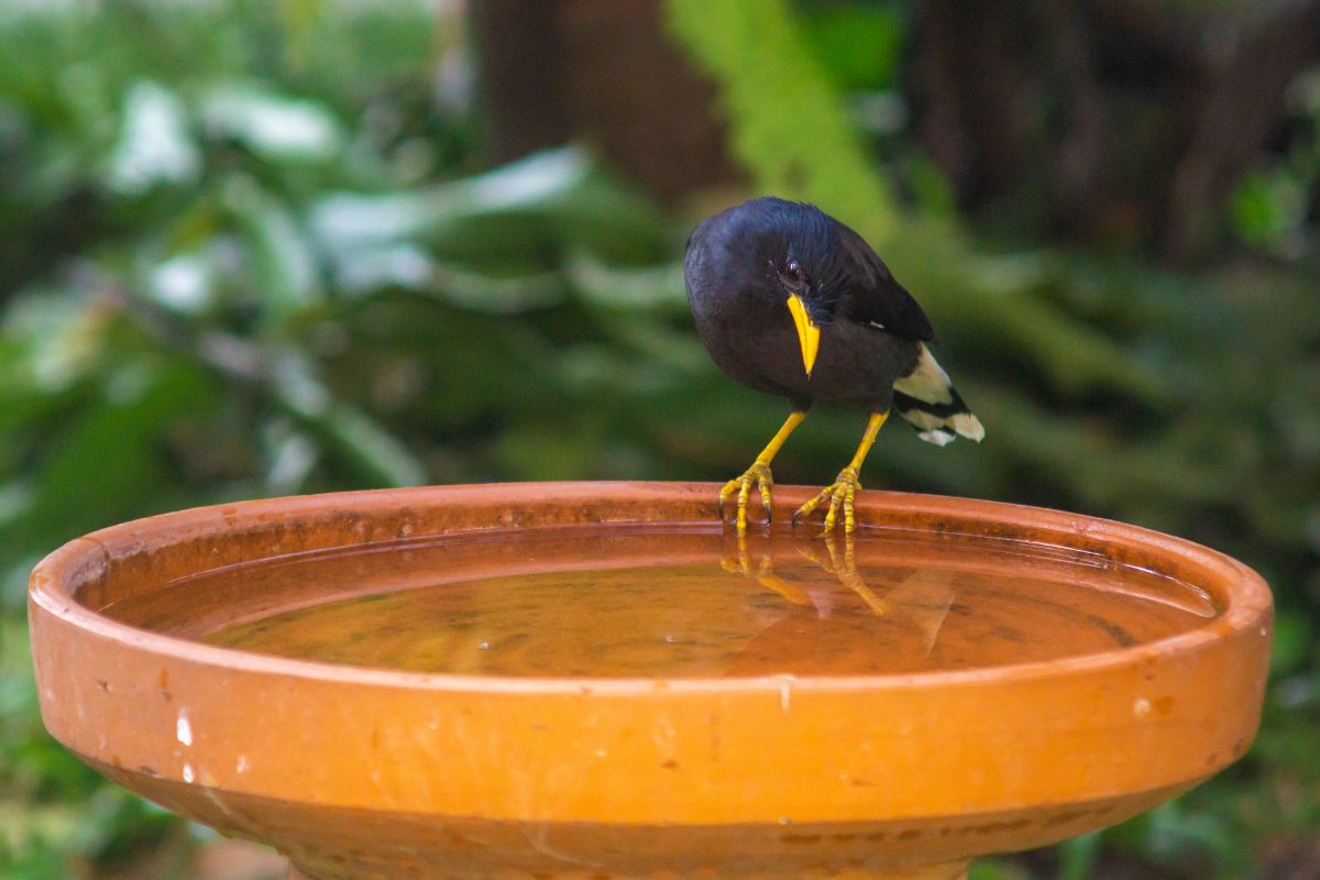 a bird perched on a terracotta birdbath