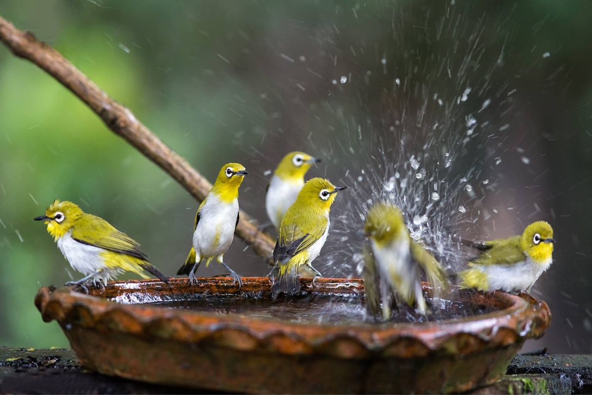 Silvereye birds bathing in a birdbath