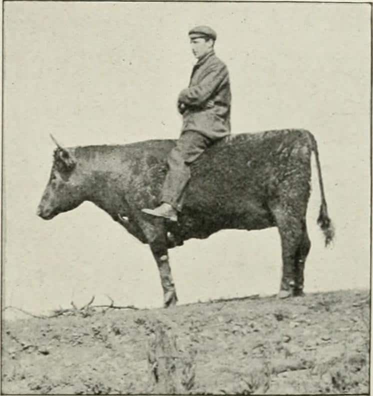 Cherry Kearton sitting atop his imitation Ox bird hide