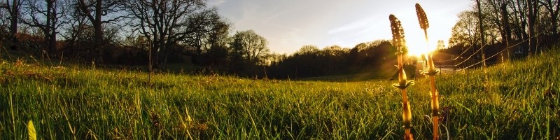 the sun setting over a field with two tall weeds in the foreground