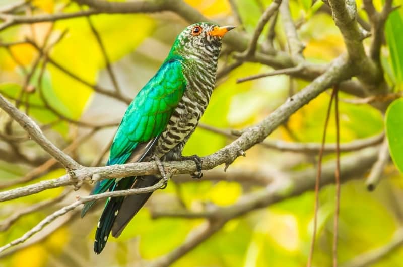 a male Asian Emerald Cuckoo bird perched on a branch