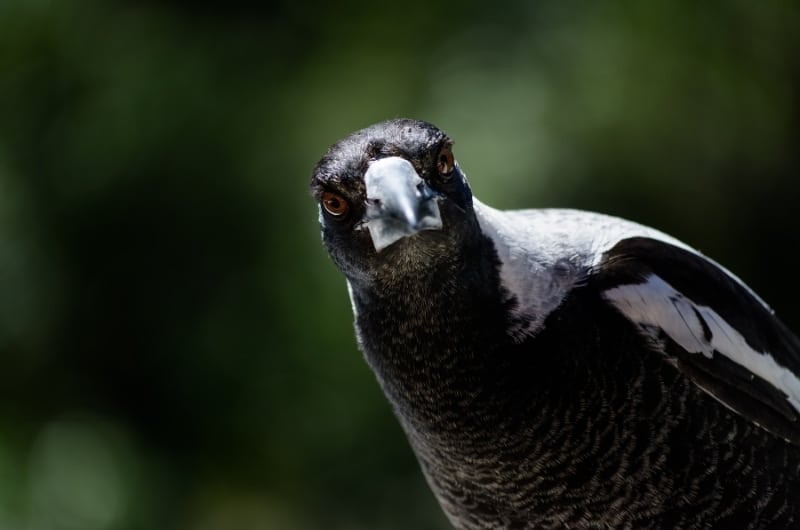an Australian Magpie looking straight at the camera
