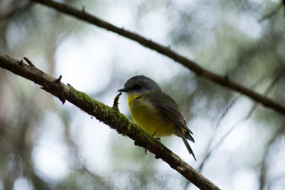 a slightly underexposed image of an Eastern Yellow Robin