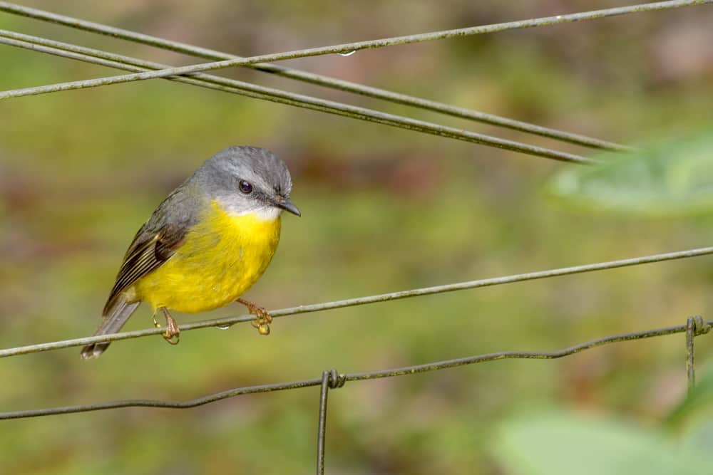 an Eastern Yellow Robin perched on a wire fence