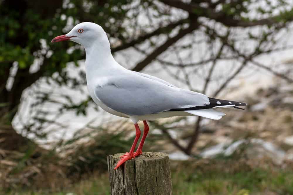 a Silver Gull perched on a post