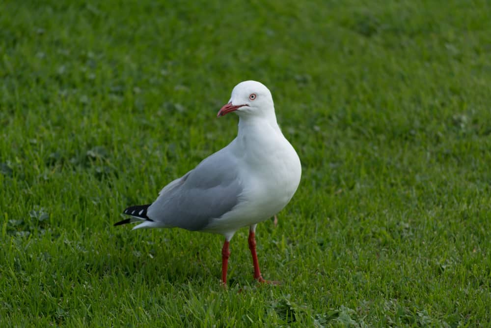 a Silver Gull standing on grass