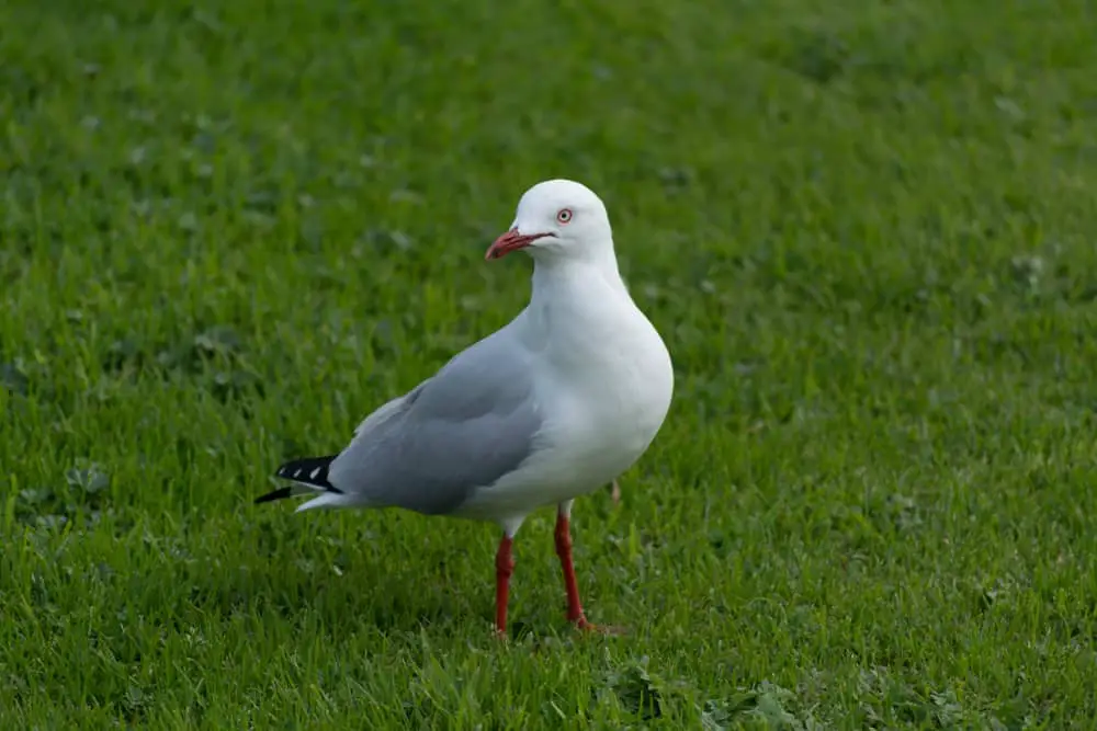 a Silver Gull standing on grass