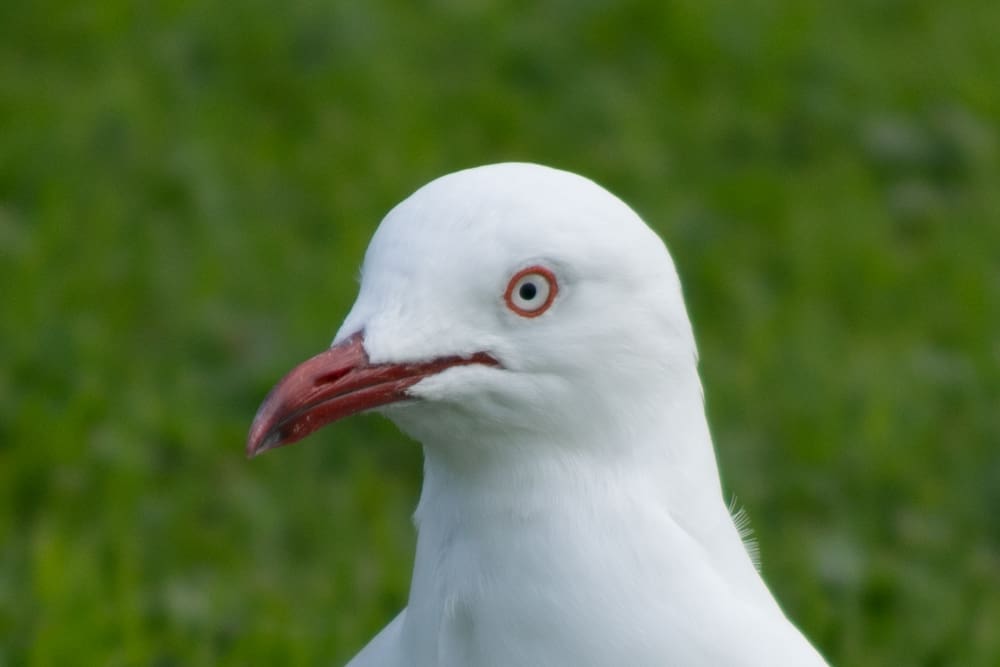 a zoomed in version of the image above showing the head and neck of the silver Gull