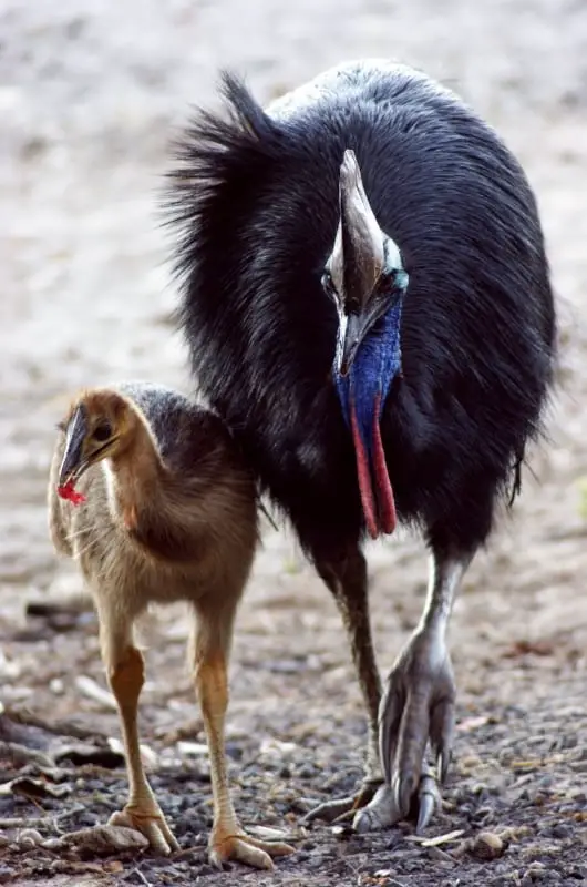 a Southern Cassowary with its chick