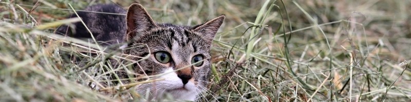 a cat sitting in dry grass