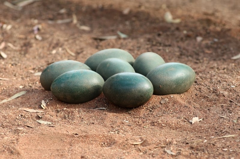 seven green Emu eggs sitting in the dirt