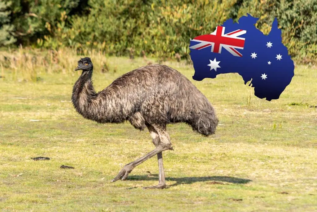 an emu one of the flightless birds of australia with a map of Australia with the Australian flag inside it
