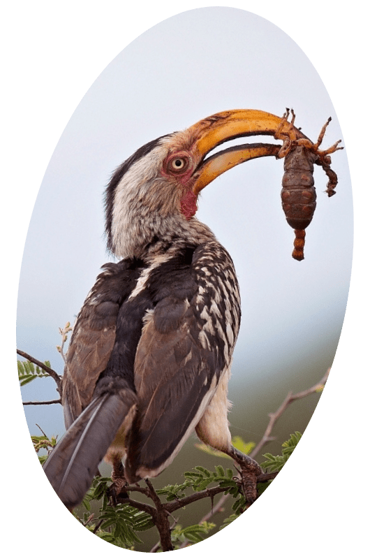 a Hornbill bird with a scorpion in its beak
