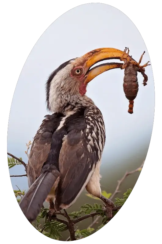 a Hornbill bird with a scorpion in its beak