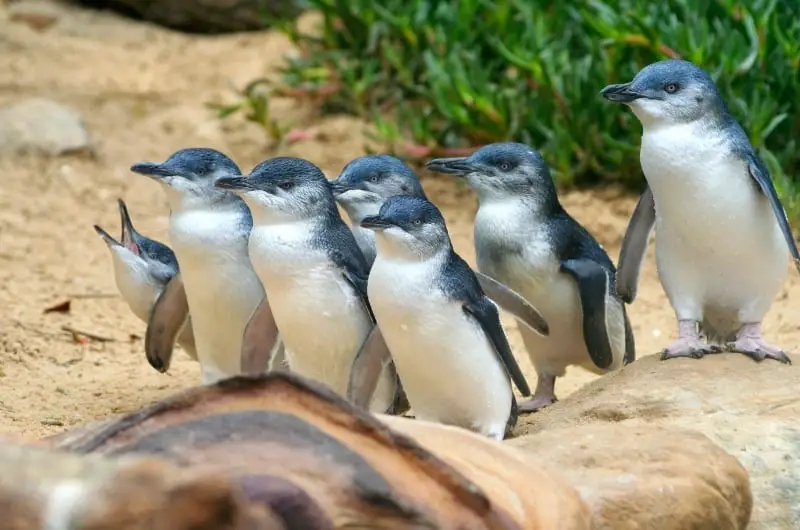 seven little penguins flightless birds of Australia