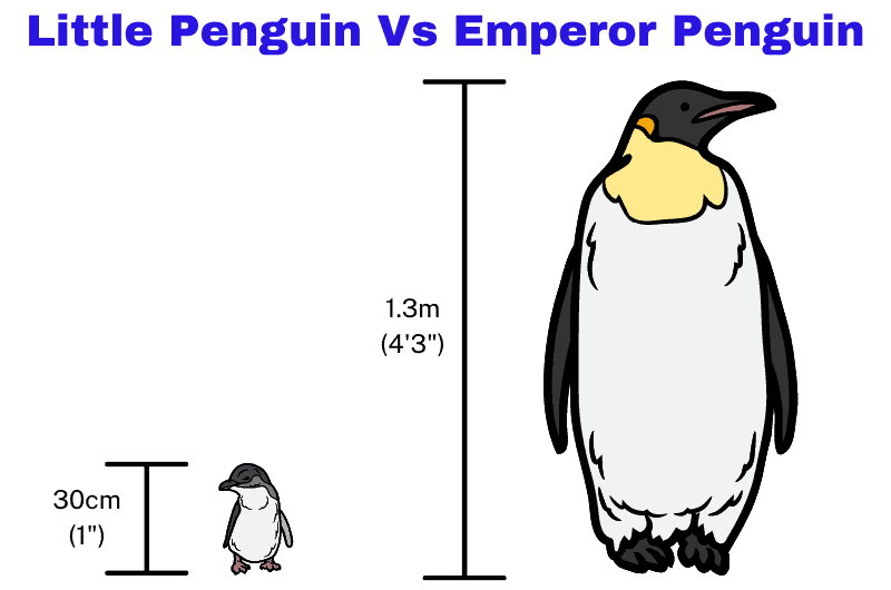 a graphic showing the size comparison of a Little Penguin and an Emperor Penguin