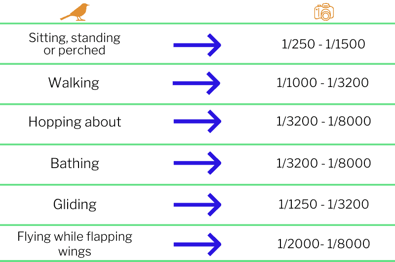 A table showing bird photography camera shutter speeds in relation to what the bird is doing.