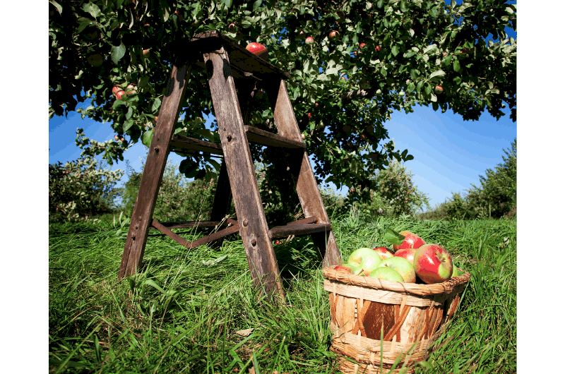 a wooden stepladder in an orchard with a basket of apples sitting beside it