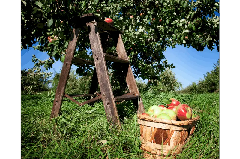 a wooden stepladder in an orchard with a basket of apples sitting beside it