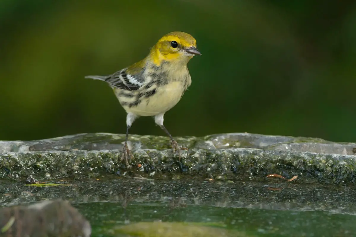 a female Black-throated Green Warbler perched on the edge of a birdbath