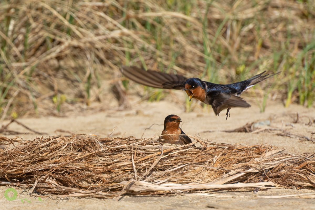 two Welcome Swallows on the beach. One is flying above the other with its beak open