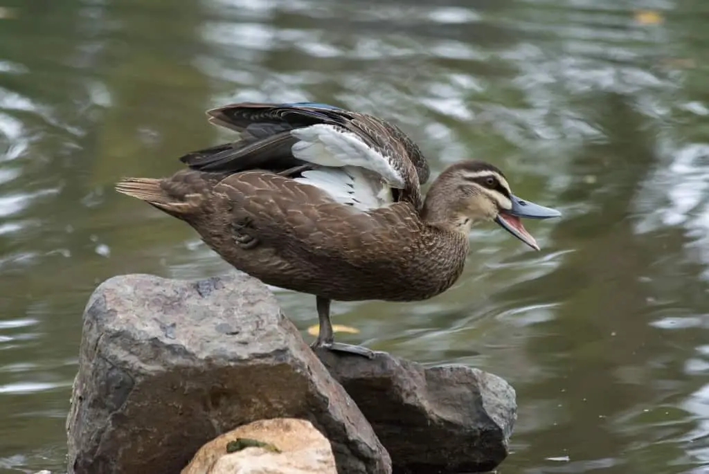 why is mailbird blurry