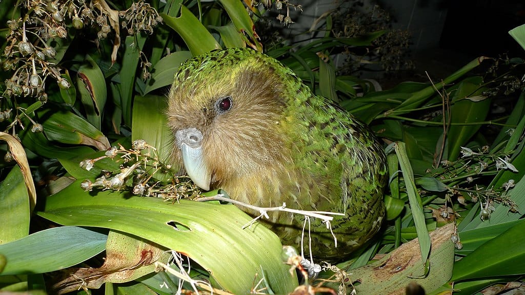 a Kakapo bird sitting among leaves