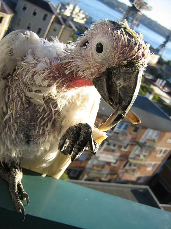 A Sulphur Crested Cockatoo with psittacine beak and feather disease