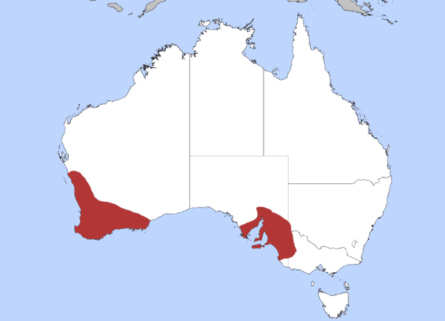 a map of Australia showing the distribution of the Elegant Parrot