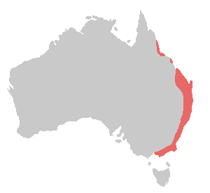 a map of Australia showing the distribution of King Parrots