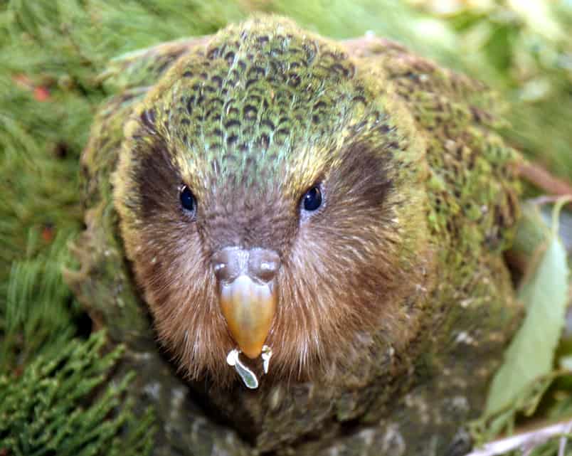 what bird lives the longest - a Kakapo bird