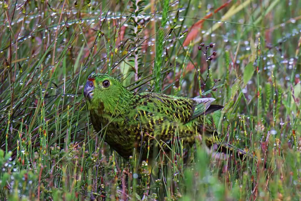 an Eastern Ground Parrot standing in wet grass