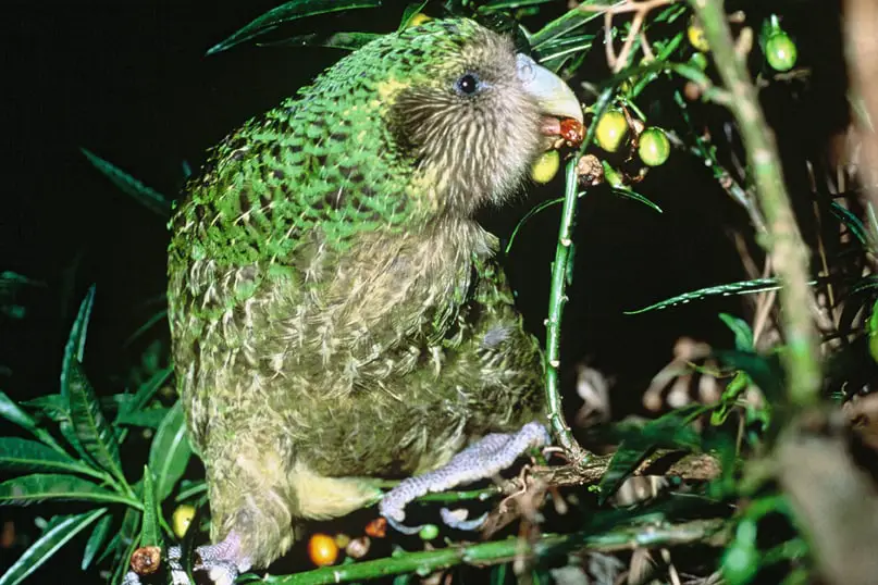a Kakapo bird feeding on berries